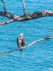 North Stradbroke Island