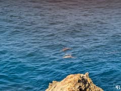 North Stradbroke Island