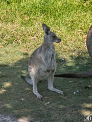 North Stradbroke Island