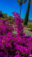 Bormes-les-Mimosas