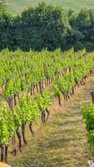 La cabane dans les vignes