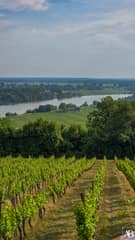 La cabane dans les vignes