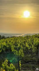 La cabane dans les vignes
