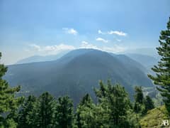 Forest View Point