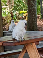 Symbio Wildlife Park