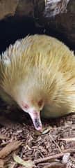 Symbio Wildlife Park