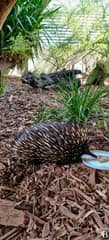 Symbio Wildlife Park