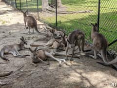 Symbio Wildlife Park