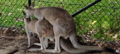 Symbio Wildlife Park