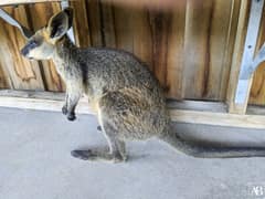 Symbio Wildlife Park