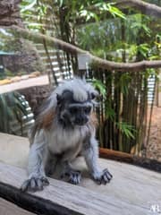 Symbio Wildlife Park