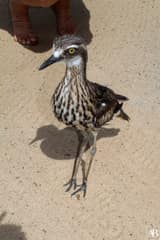 Symbio Wildlife Park