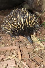 Symbio Wildlife Park