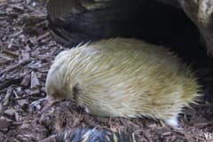 Symbio Wildlife Park